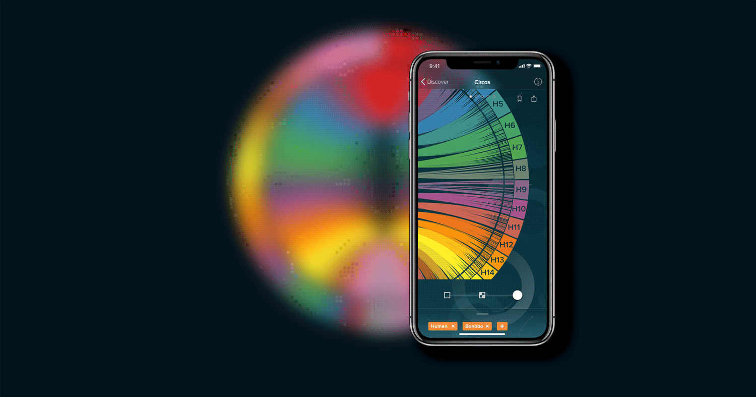 Circos navigation: zoom in and highlight on chromosomes ring to guide the users on how to read the graphic.