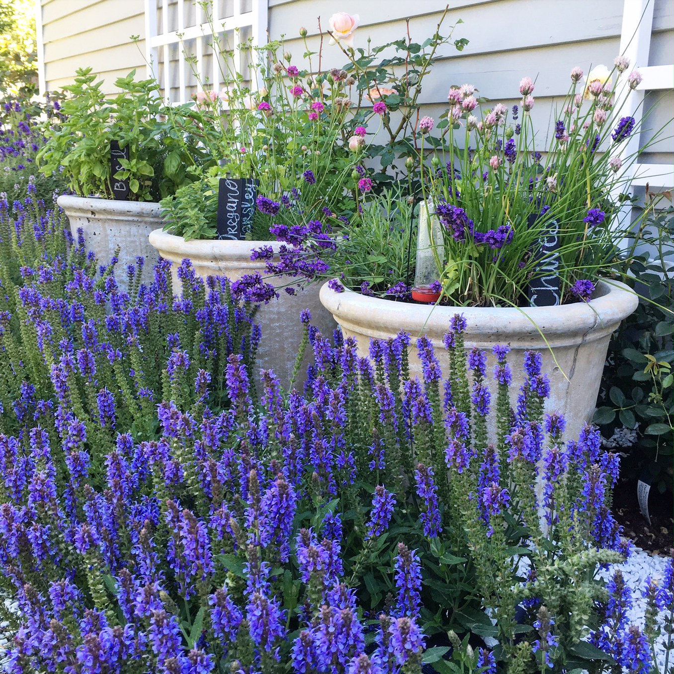 Nothing better than coming out here and picking fresh herbs while cooking