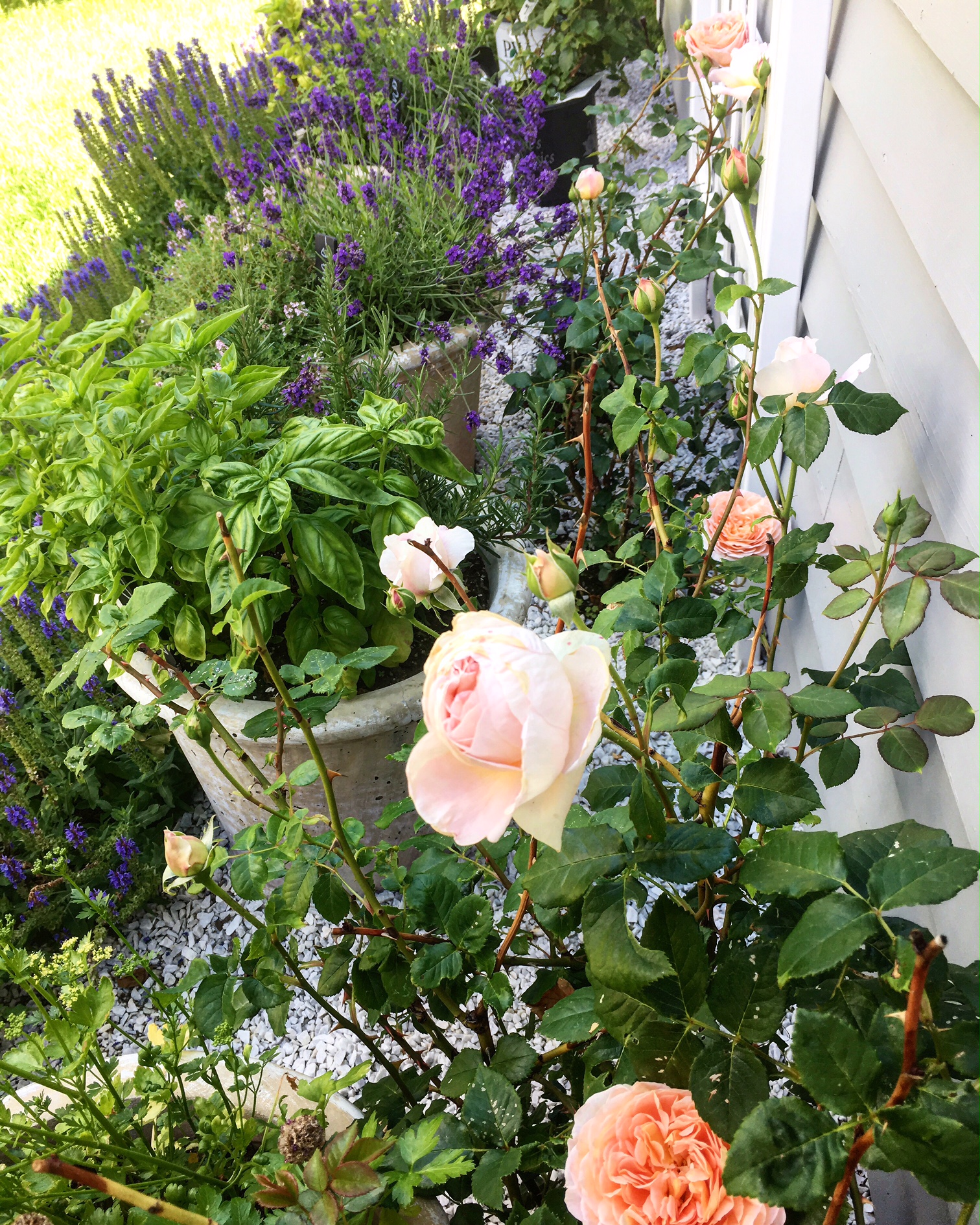 What's better than English roses, lavender, basil and rosemary?