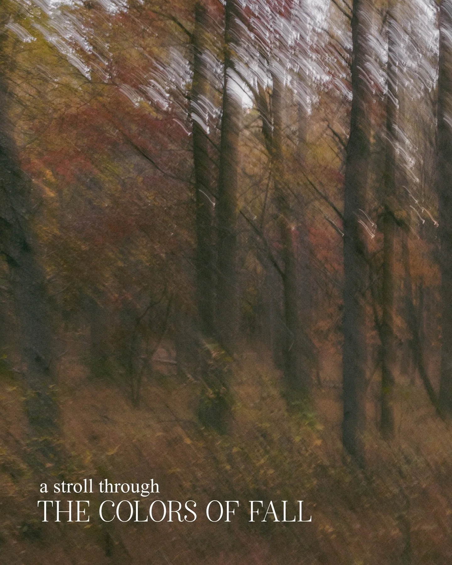 A continuation of a study I did this past spring on long exposures of flowers&mdash;here is my little take on fall! 🍂

I&rsquo;m hoping to do more photo walks and small studies playing with experimental digital techniques and hauling out the film ca