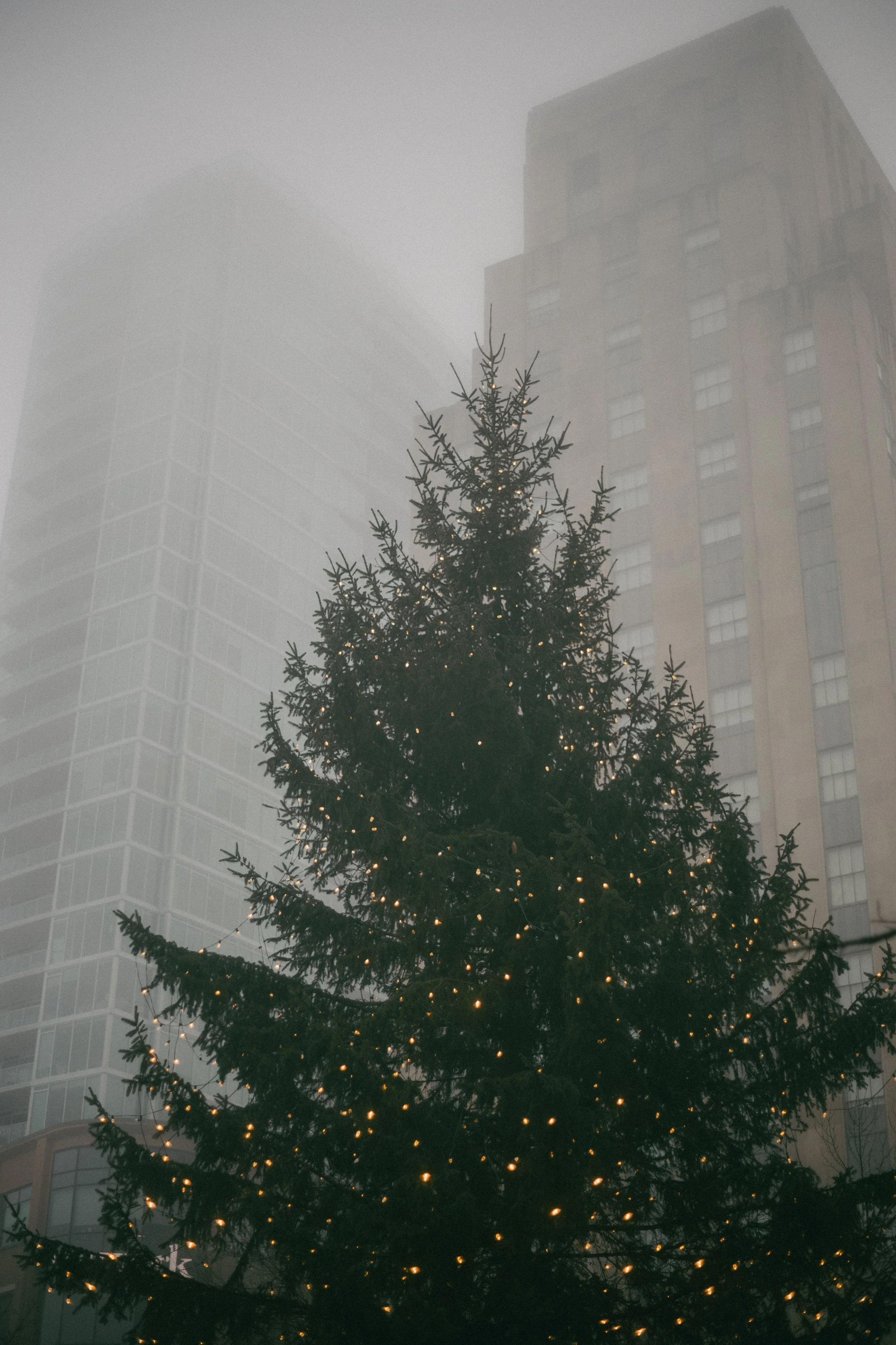 Frozen Fog 2025-26.jpg