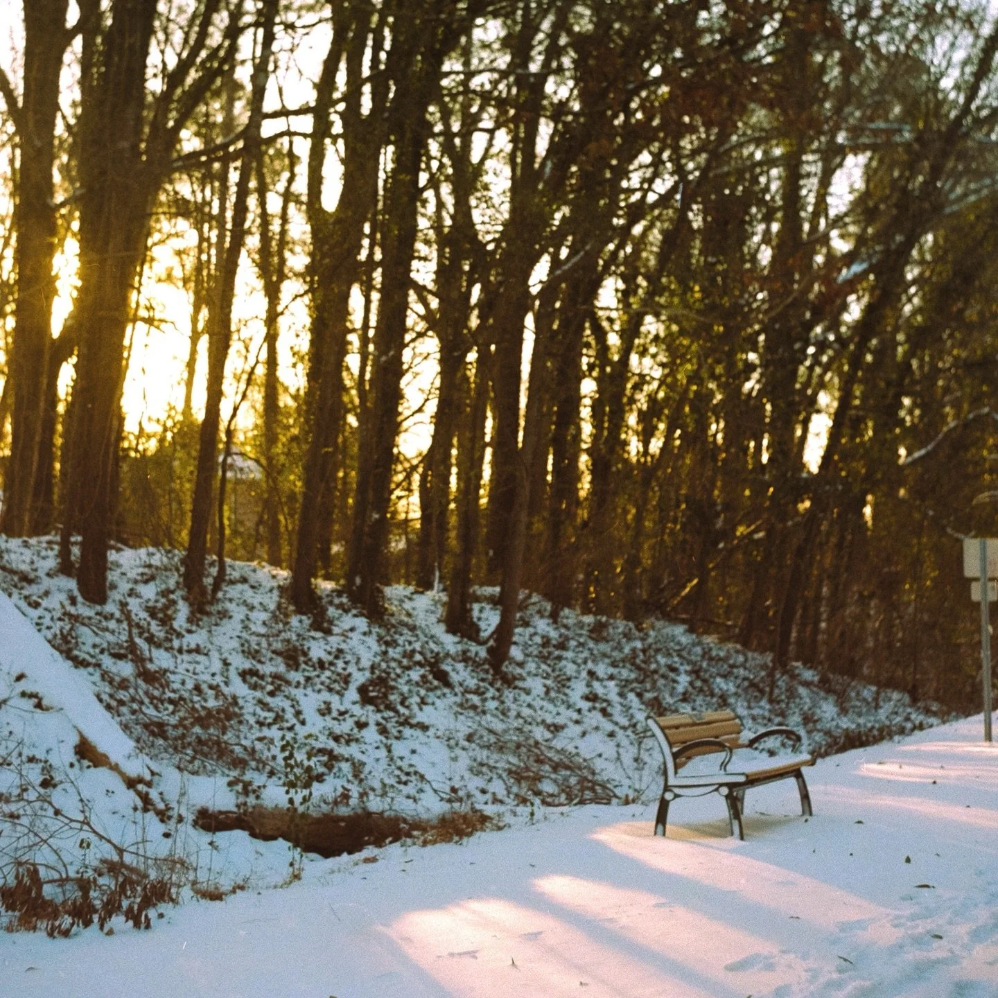 film vs digital&mdash;which do you prefer? 

SLIDE 1 &bull; medium format film: 
📷 Mamiya C3
🎞️ @kodak_shootfilm Portra 400
👩🏻&zwj;🔬 dev &amp; scan by me

SLIDE 3 &bull; mirrorless dslr with film lens:
📸 Canon R8
⚙️ Olympus OM film lens &bull; 
