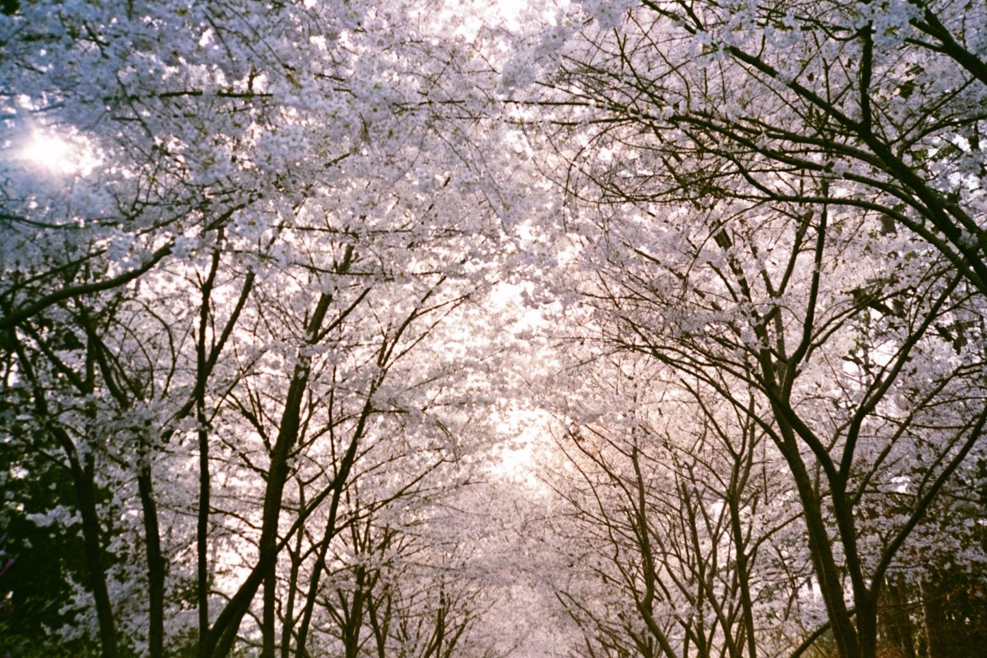 glimpses of spring 🌸 

📷 Olympus 35RC
🎞️ Fuji 400
👩🏻&zwj;🔬 dev &amp; scan by me

&mdash;
#grainisgood #shootitwithfilm #filmisnotdead #pvmondayspring #afilmcosmos @photovogue