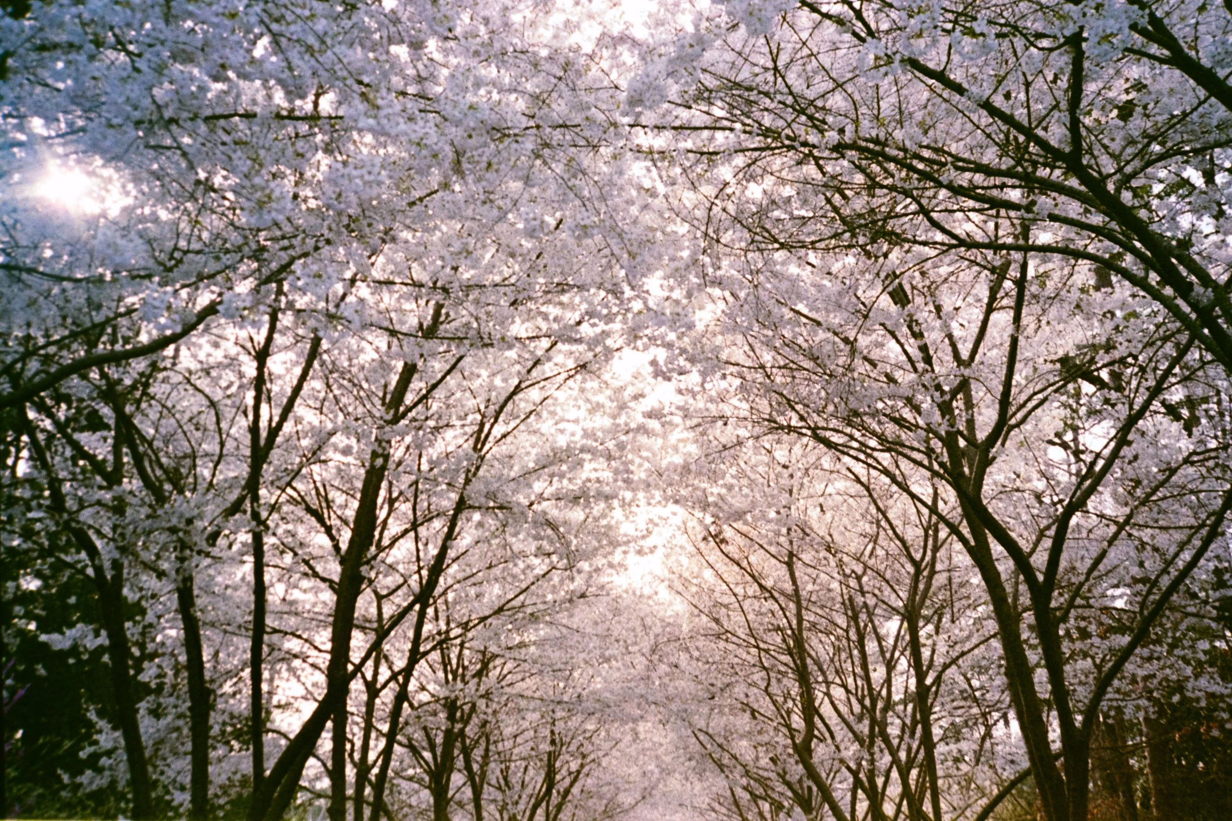 March Flowers – olympus35rcfuji400 – cmckkphoto2026-20.jpg
