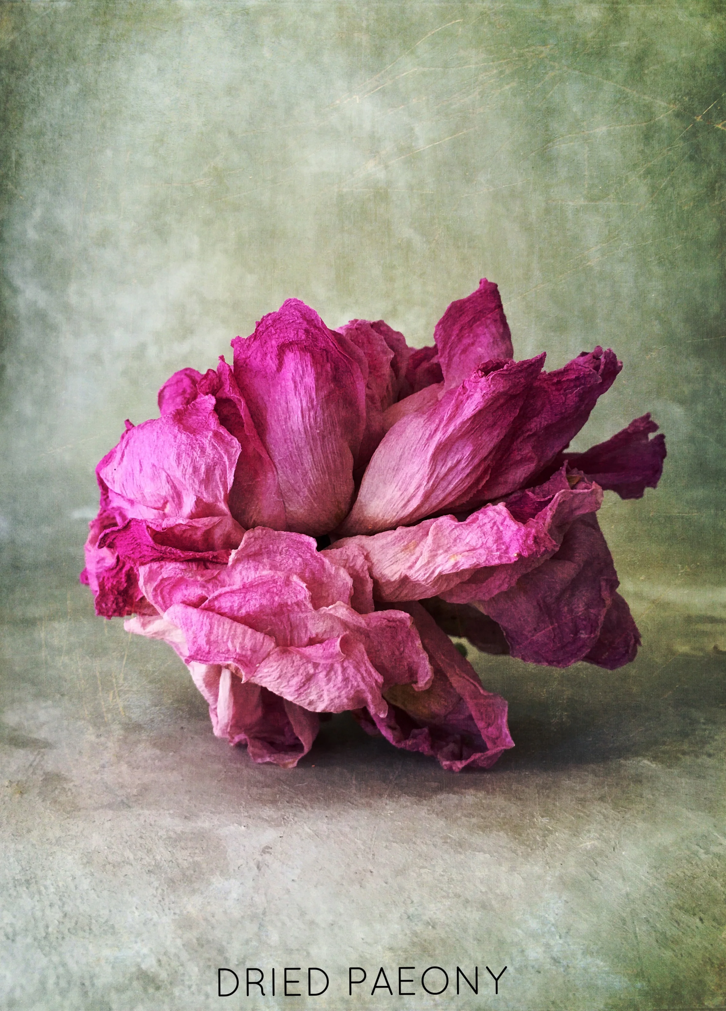 DRIED PAEONY.jpg