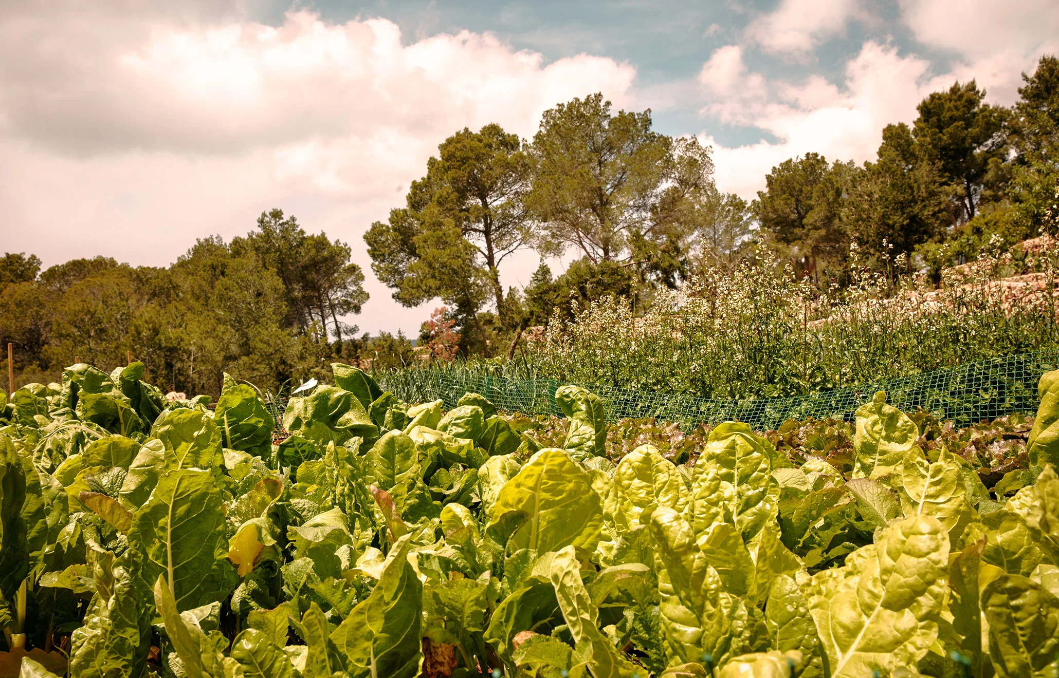 la-granja-ibiza-farm-009.jpg