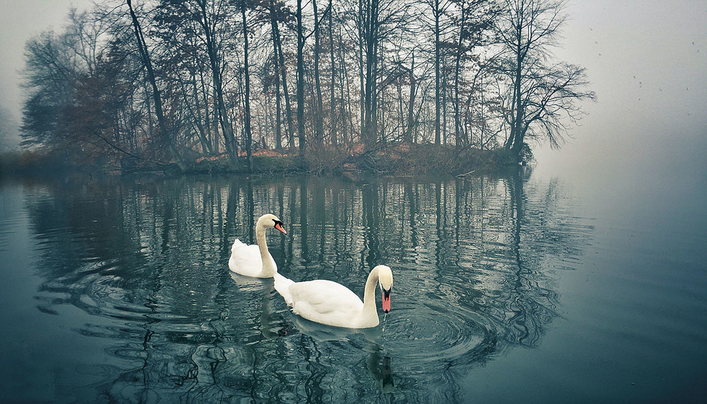 Swans+I.jpg