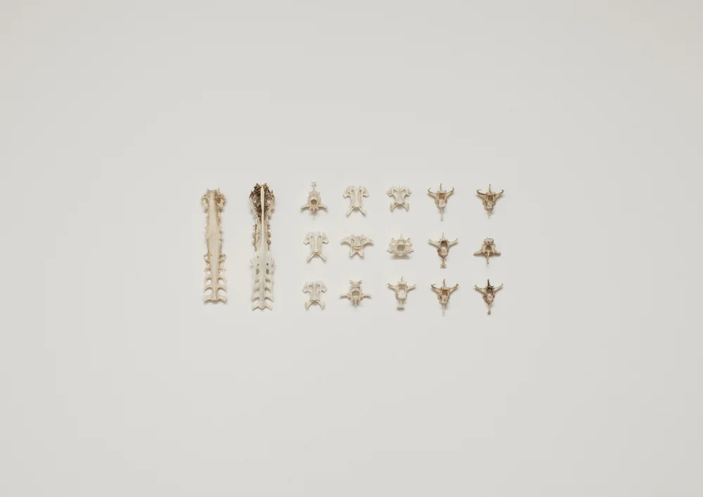 Bird+Bones_Vertebrae.jpg