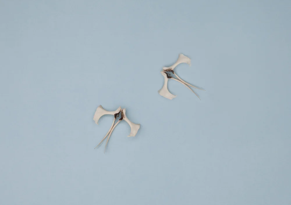 Bird+Bones_hip.jpg