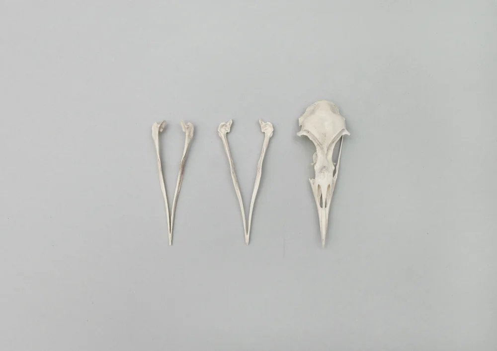 Bird+Bones_Skulls.jpg