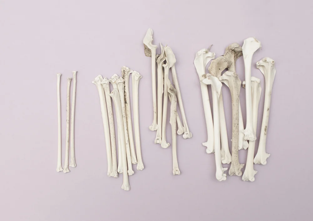 DUNE_Fibulars_Tibulars_Femurs.jpg