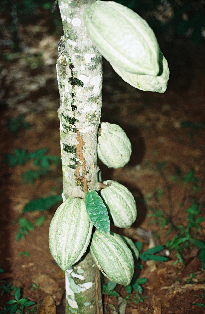 00024_daloa_cocoafarm_annebarlinckhoff.com.jpg