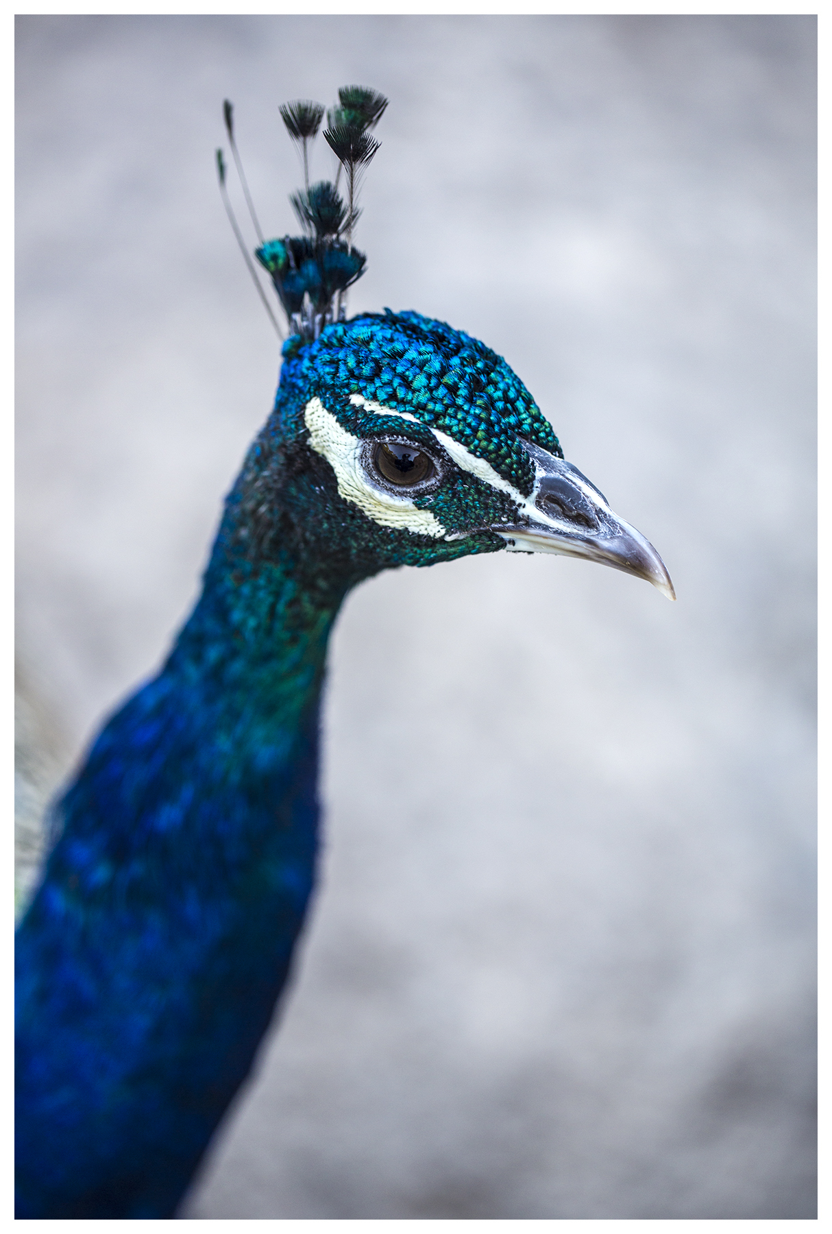 Peacock_Lokrum_Island_Dubrovnik.jpg