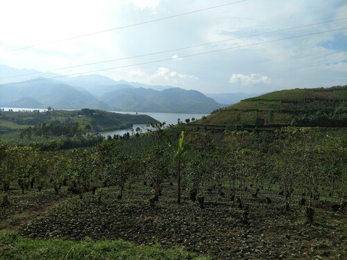 Coffee fields in Bulenga, Democratic Republic of Congo where the SOPACDI cooperative is located.