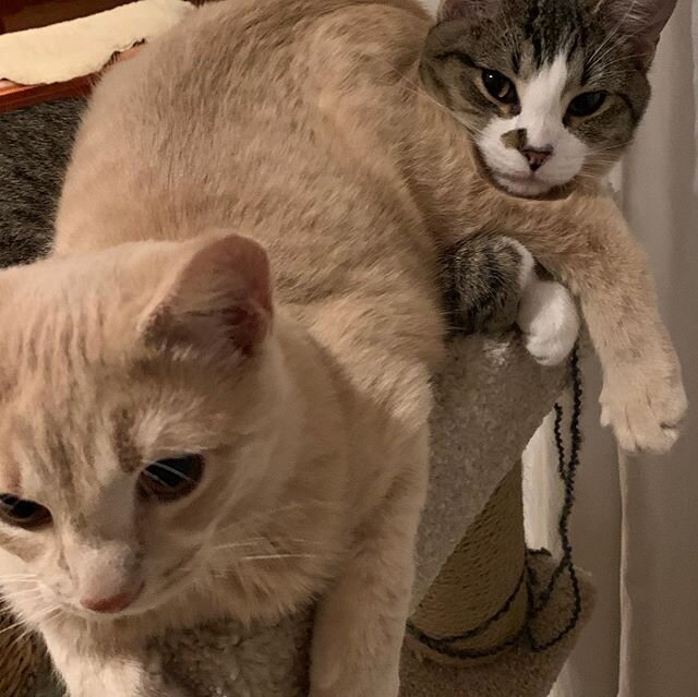 New additions to our family.  An abundance of cuteness.  Oscar is the ginger and Chloe is the tabby.😍❤️😍