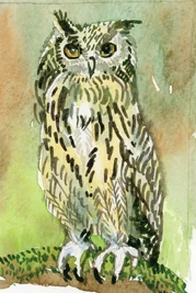 small owl RGB WEB.jpg