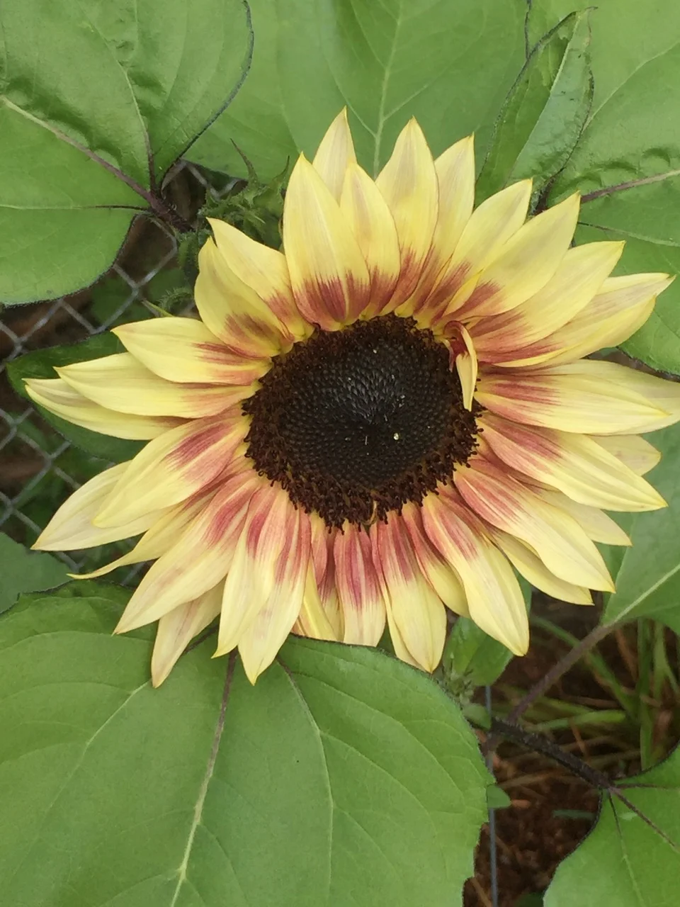 Sunflower 17.jpeg
