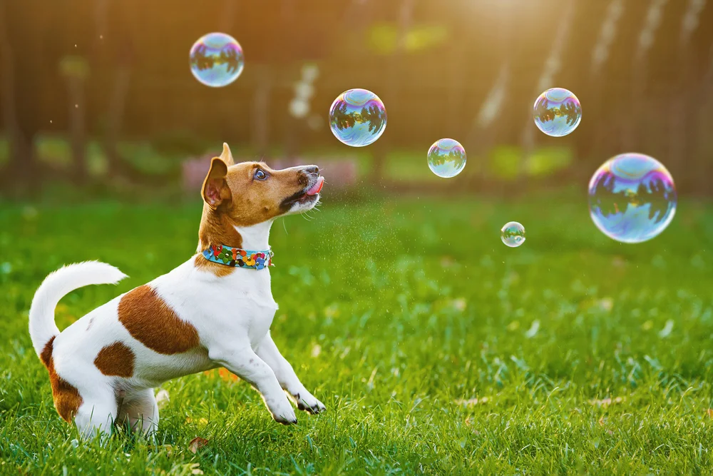 shutterstock_485282986.jpg