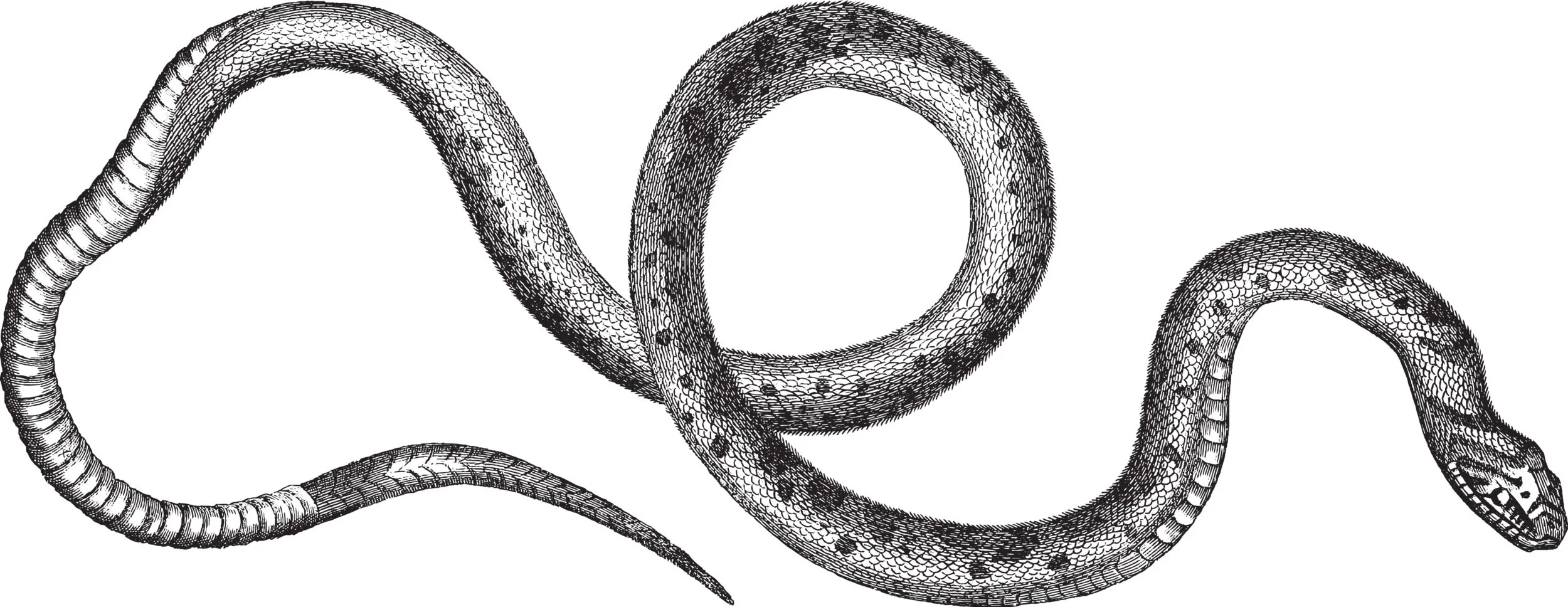 4snake2.jpg