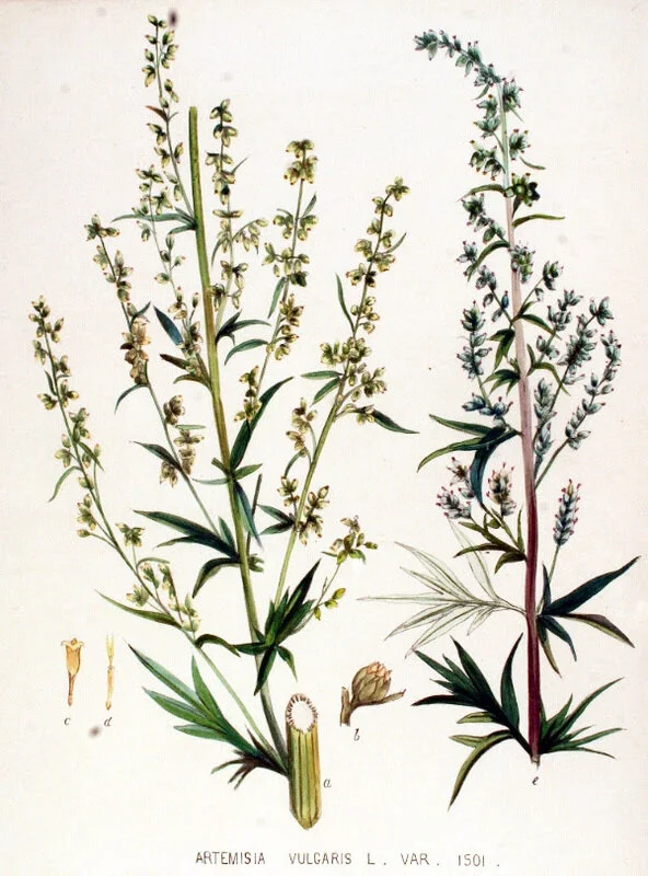 mugwort botanicals.jpg