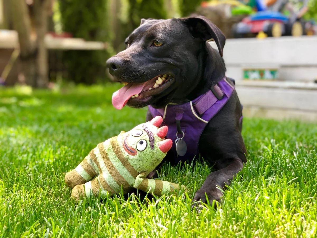 SniffSpot Founder, David Adams: Seattle's Daytime Airbnb for Dogs