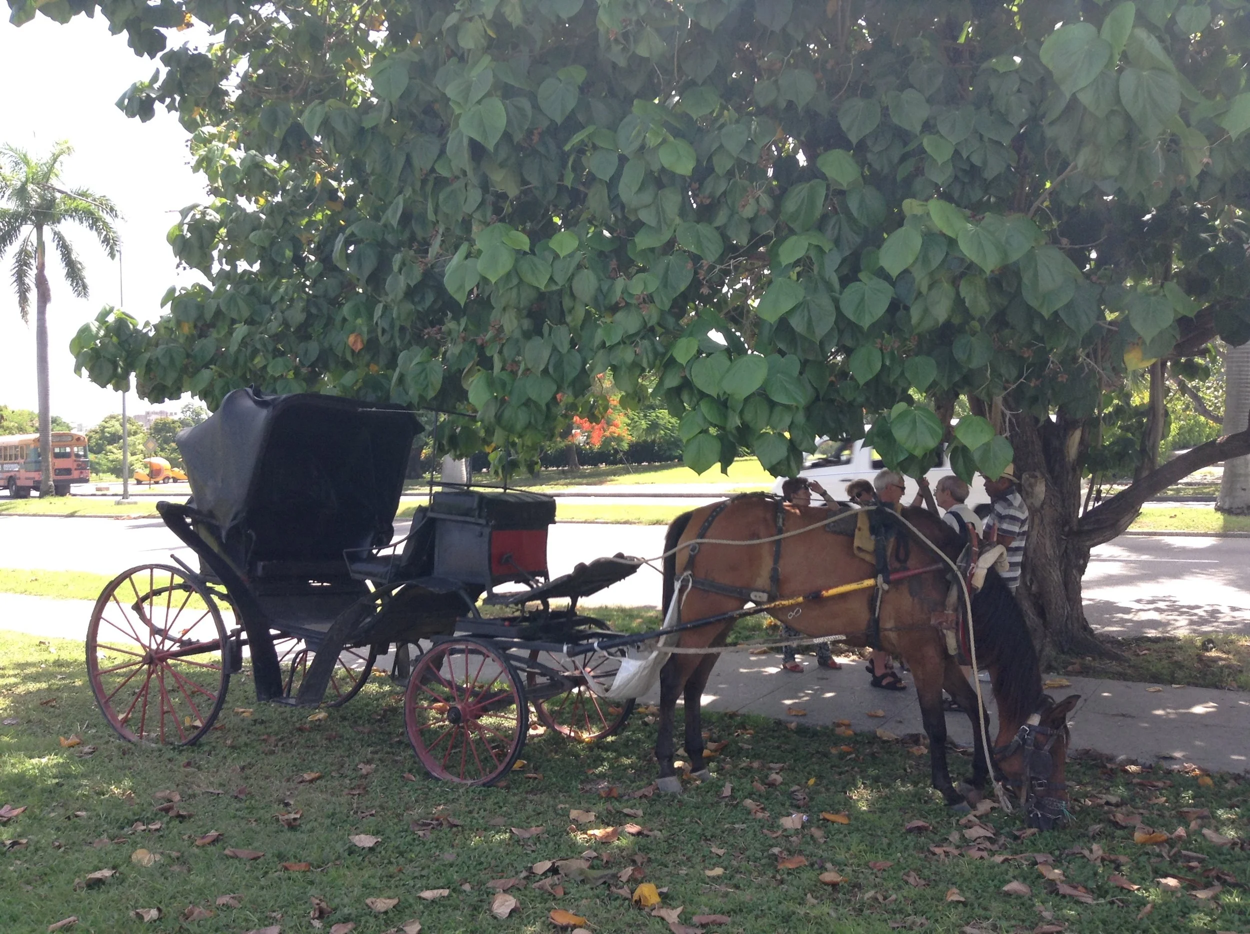 Havana transport horse.JPG