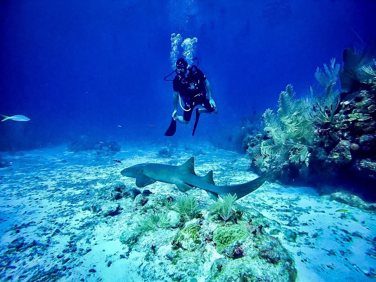 Diving 2.webp