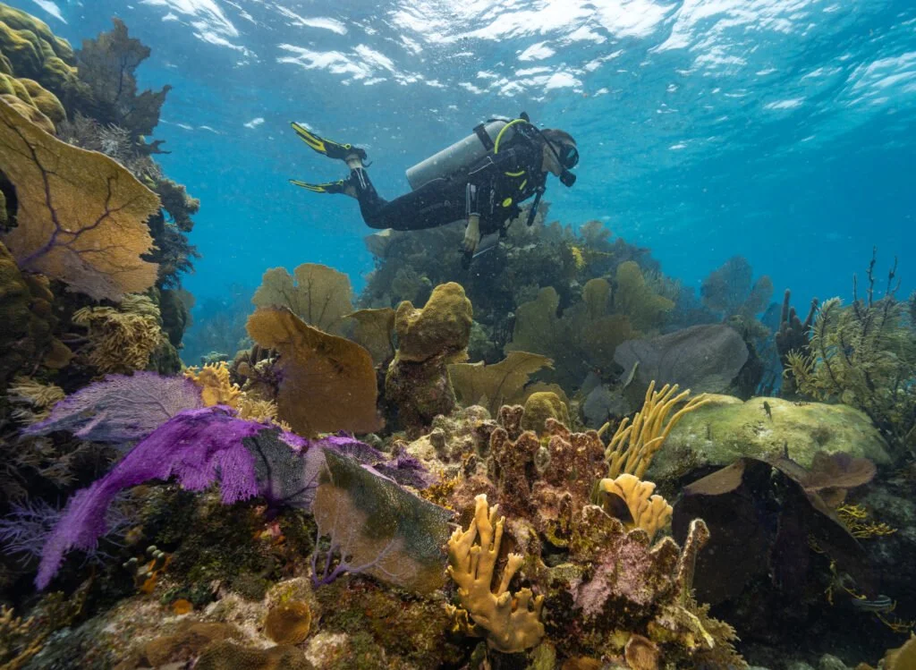 Diving in Belize.jpg