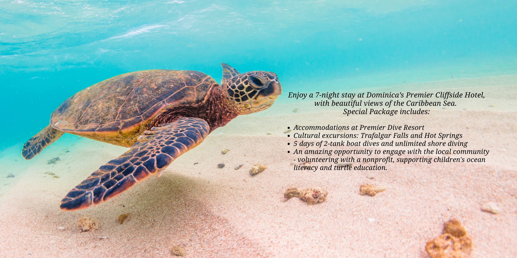 Turtle Website.png