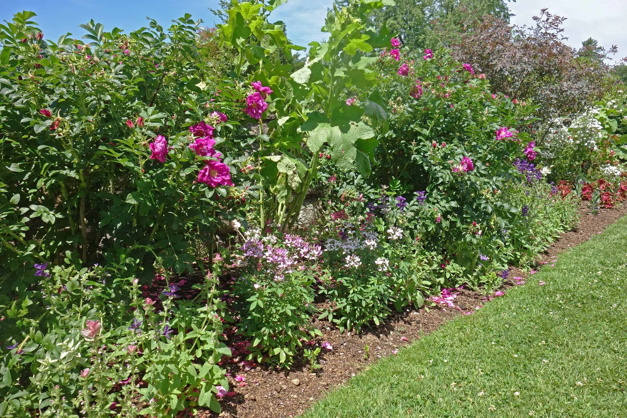 The Fells Summer Gardens.jpg