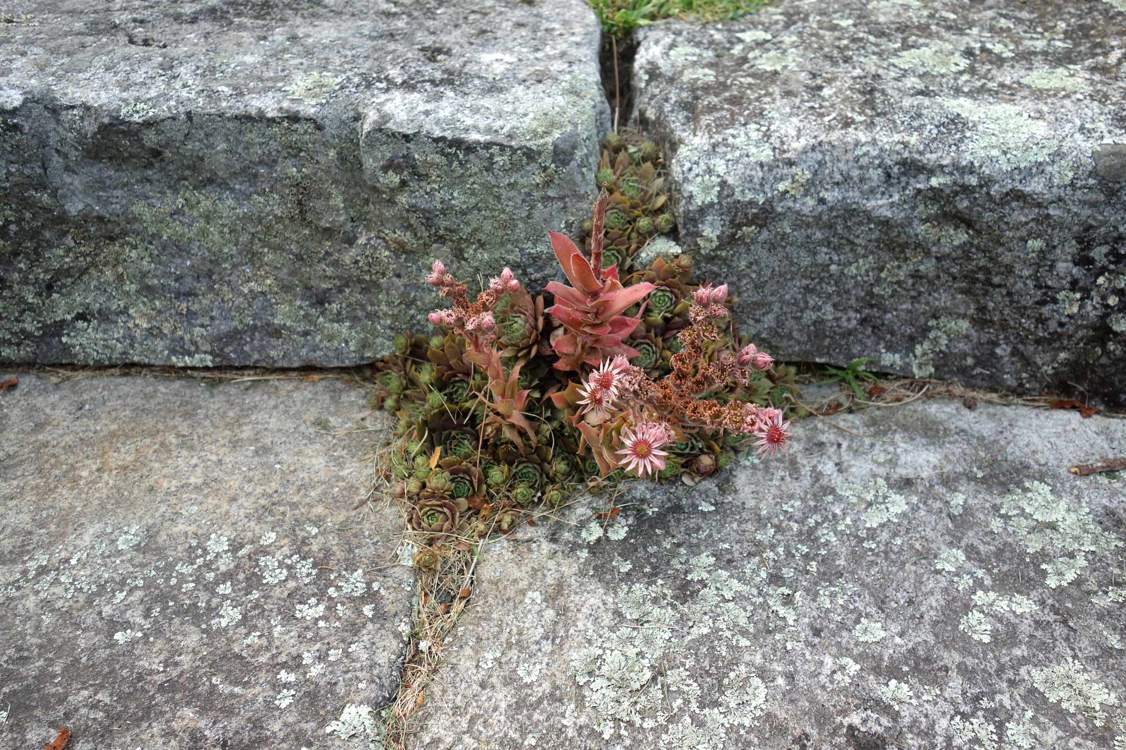 The-Fells-Estate-and-Gardens-Plant-Sale-.jpg