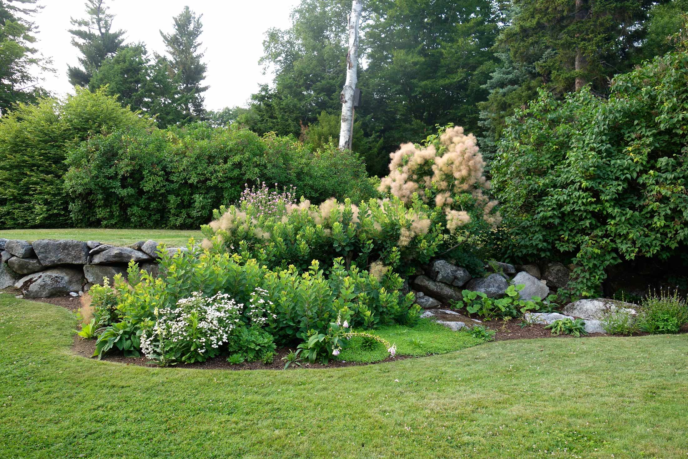 The-Fells-Estate-and-Gardens-Smoke-Tree.jpg