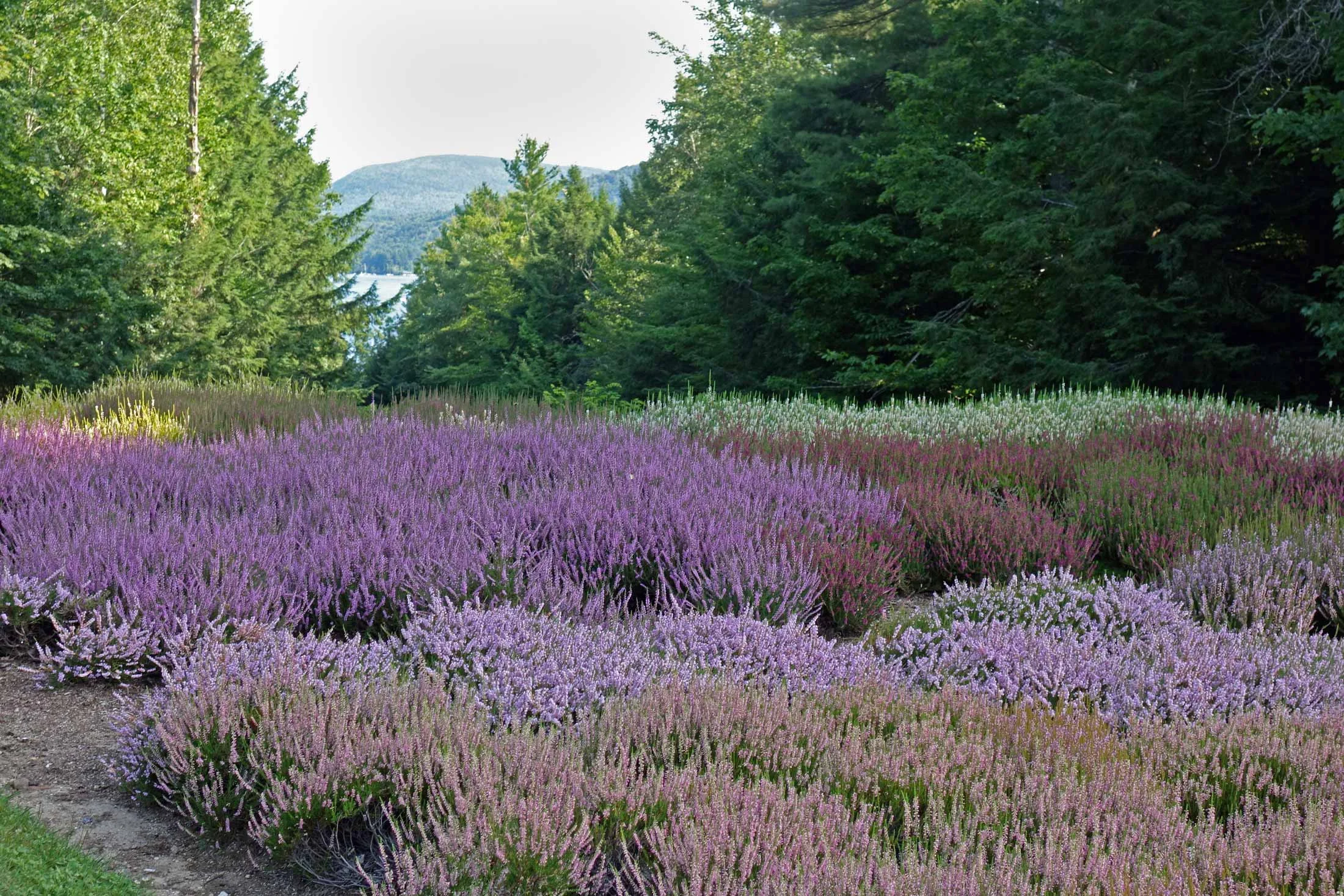 The-Fells-Sunapee-NH-Heather.jpg