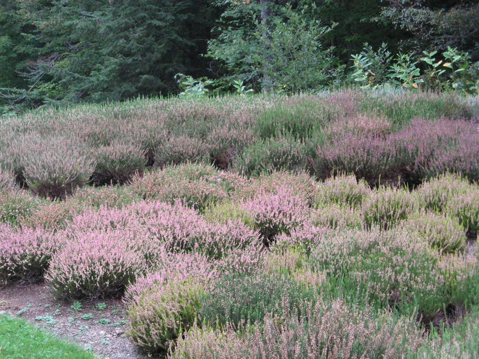 Heather Pruning- with the Northeast Heather Society - Sat., May 12, 9:30am