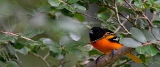 Birding by Sight and Sound- Sat. May 5, 7:30am