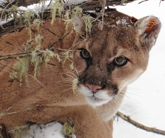 "Coming Soon: The Cougar Comes to the East"- Sue Morse - Fri., March 16, 7:00pm