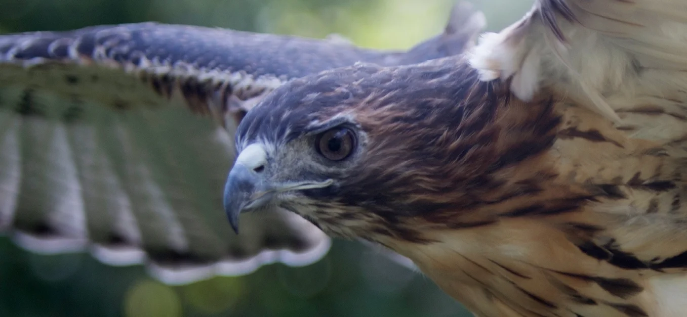 VINS - Raptor Encounter - Wed., June 27, 1:00pm