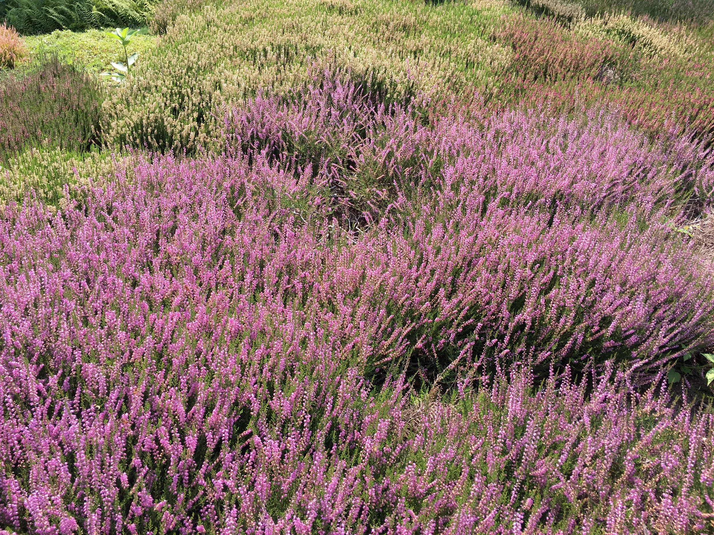 Heather Pruning – with the Northeast Heather Society