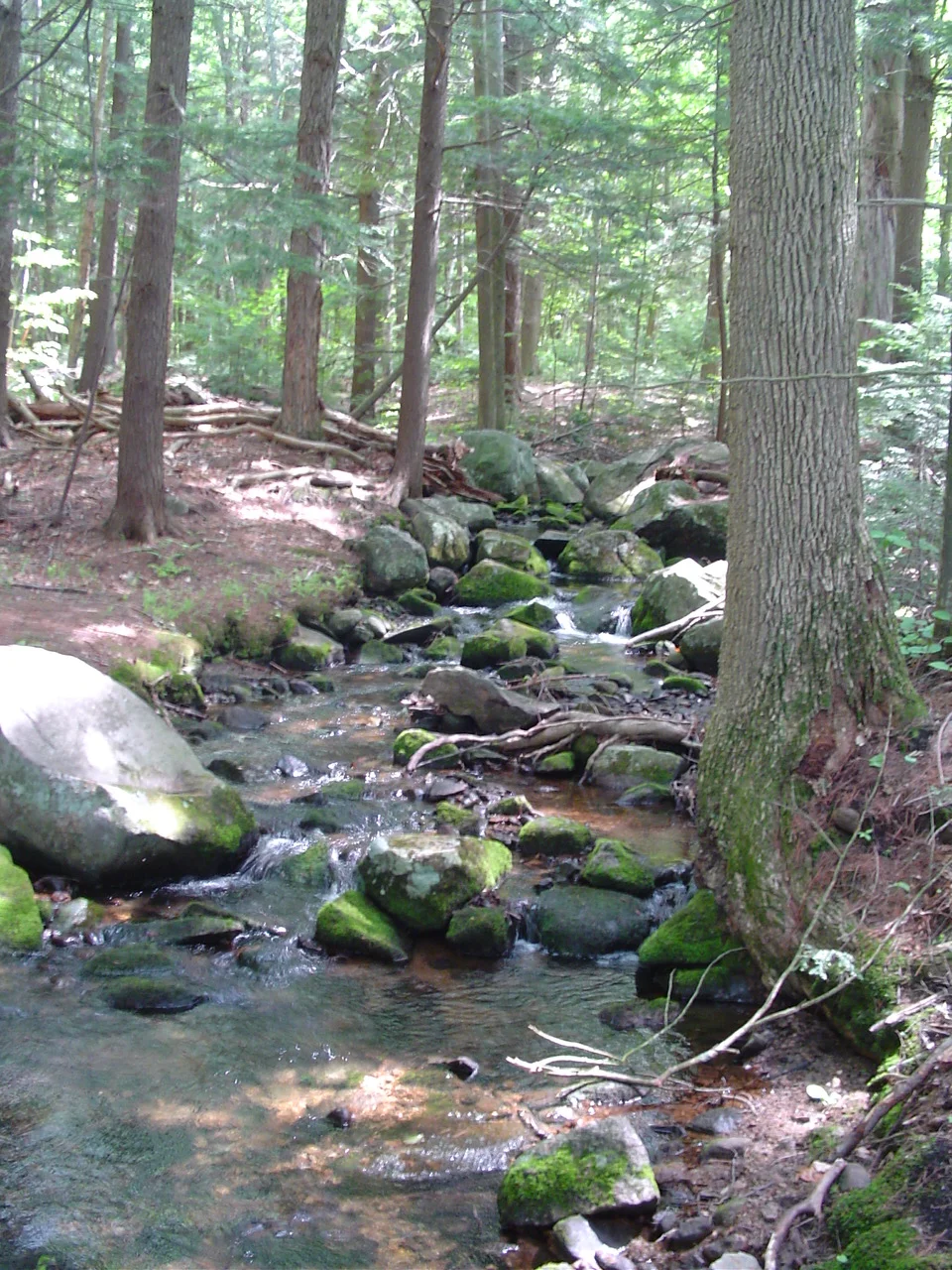 “Forest Bathing” or Shinrin-yoku