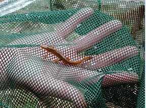 Vernal Pool Adventure Walk for Families: FULL