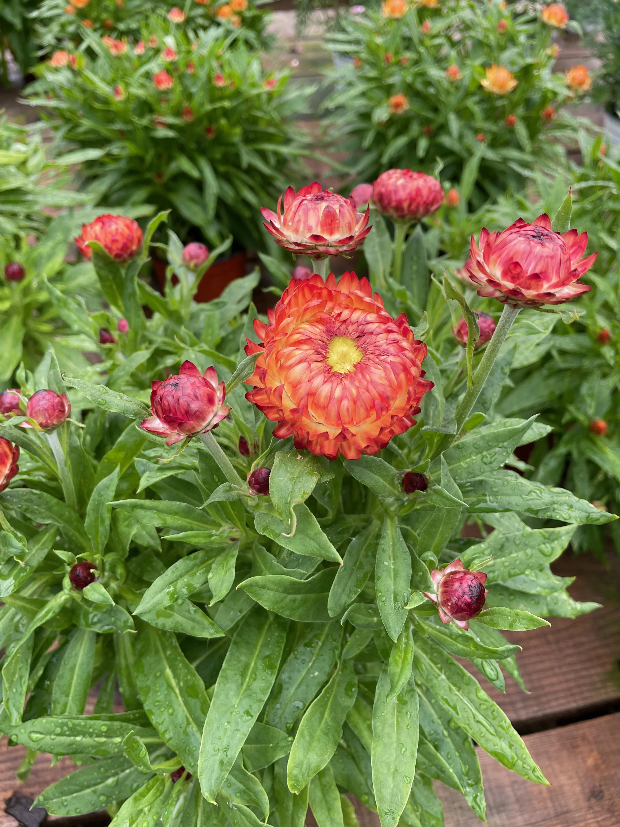 30th Annual Plant Sale          