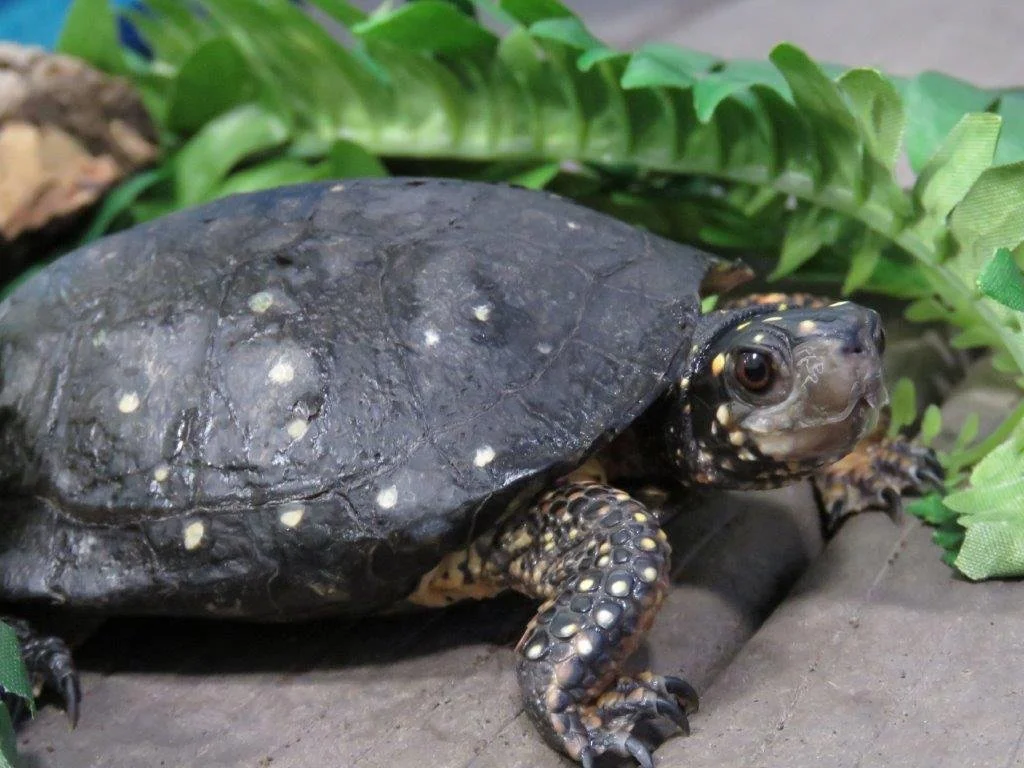 Joshua Megyesy, NH F&amp;G, Native Turtles of NH  