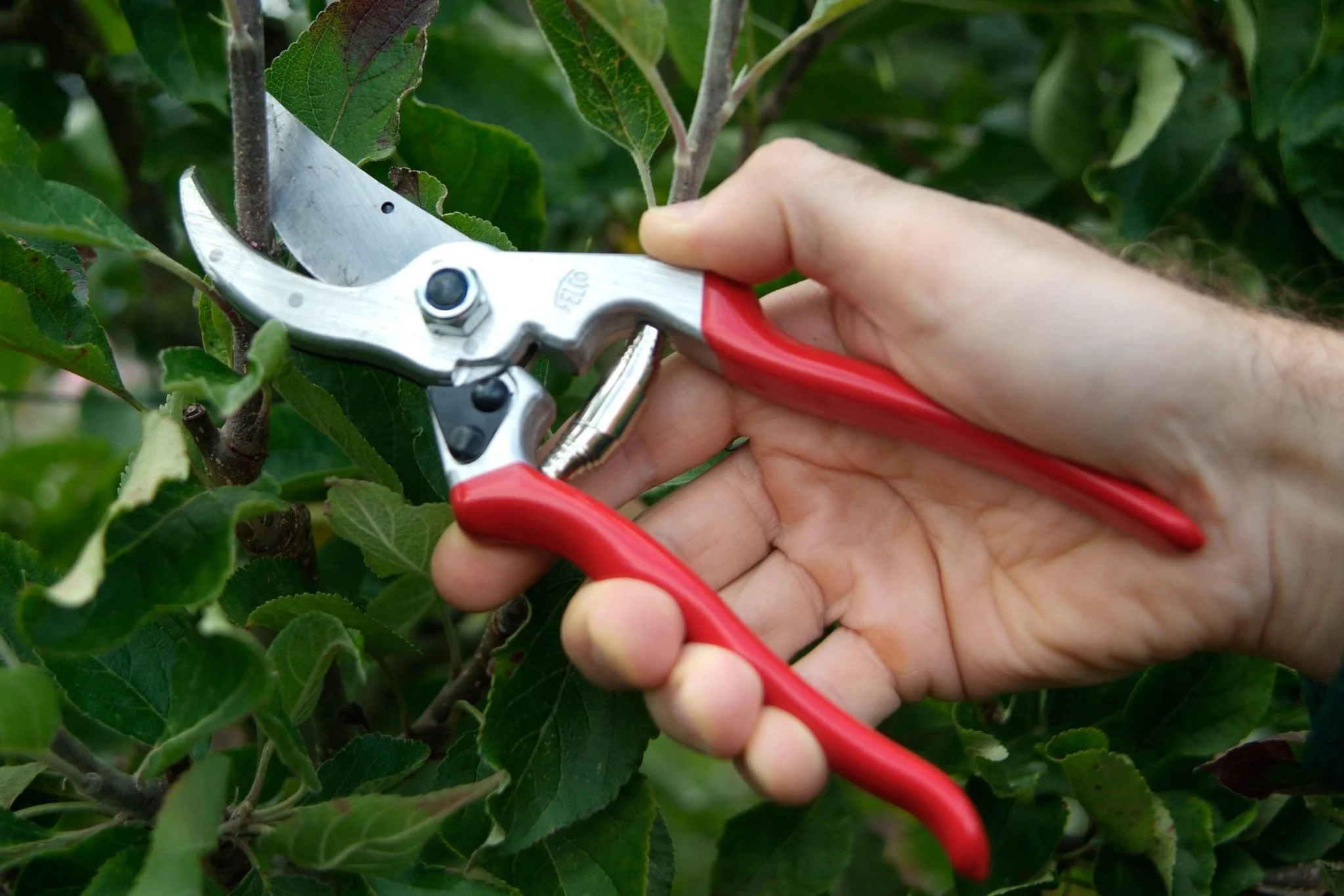 Workshop: Early Season Pruning - Beginner Skills