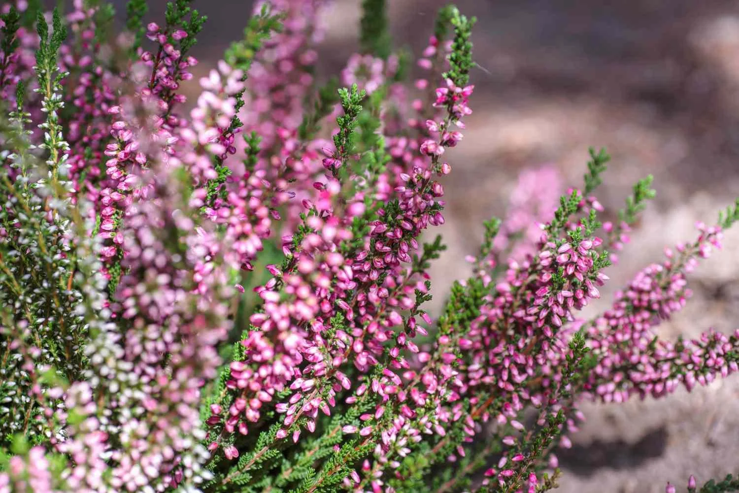Workshop: Heath and Heather Pruning