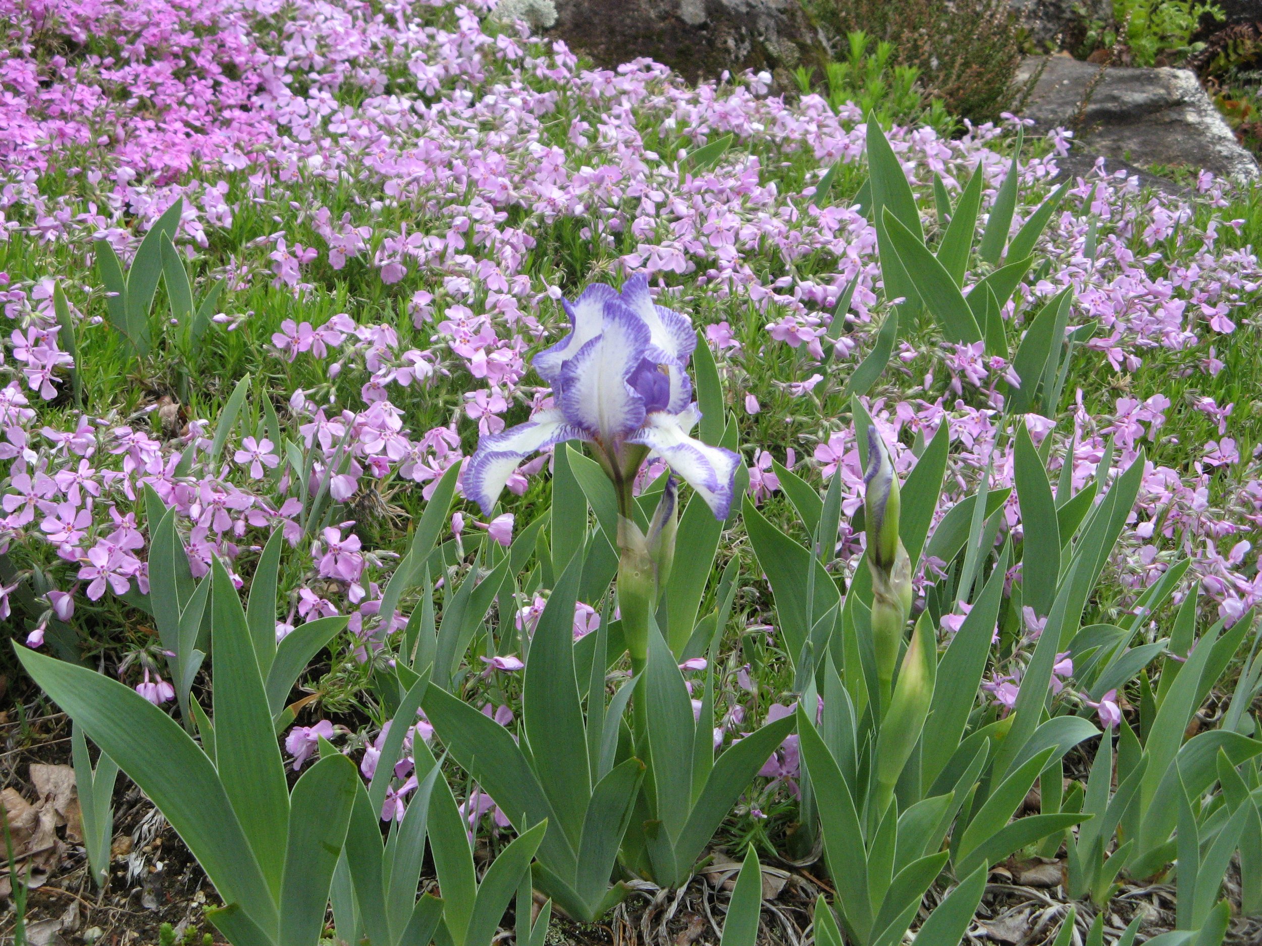 Gardening Lecture Series: No Dig Gardening with Charlie Nardozzi 