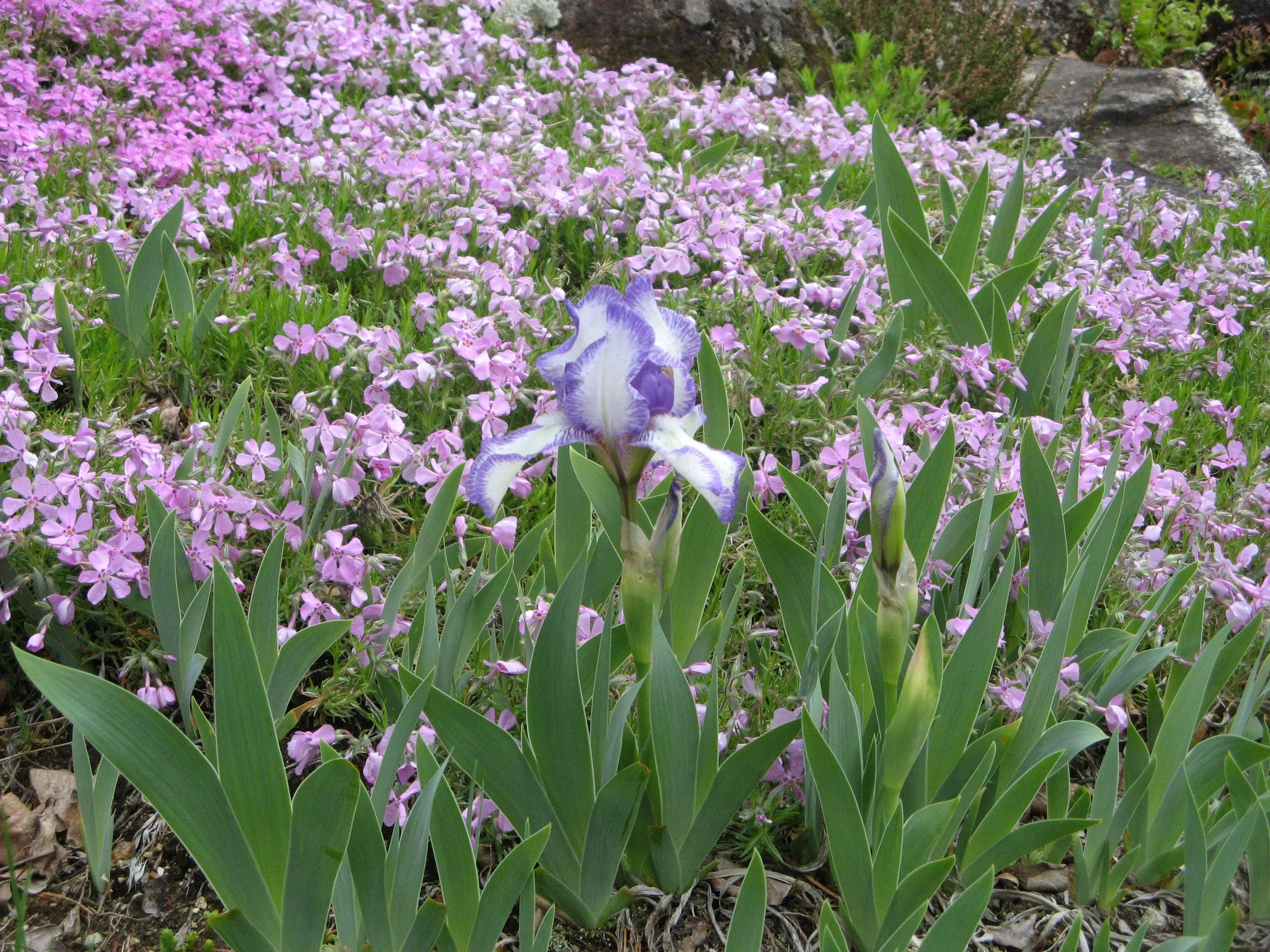 Gardening Speaker Series: Bringing It all Home: Garden Photography, Garden Making and the Art of Seeing with Karen Bussolini