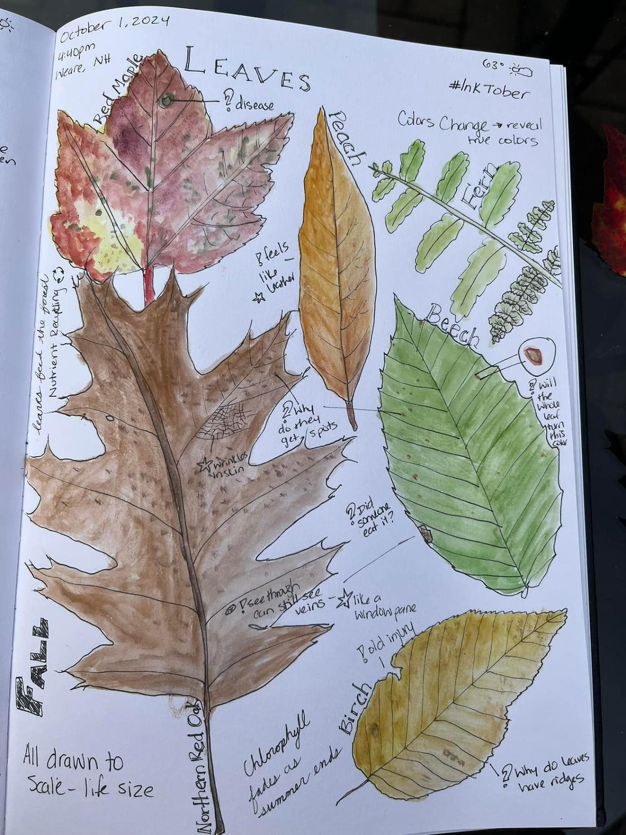 Kids Nature Journaling Workshop with Heidi Colburn