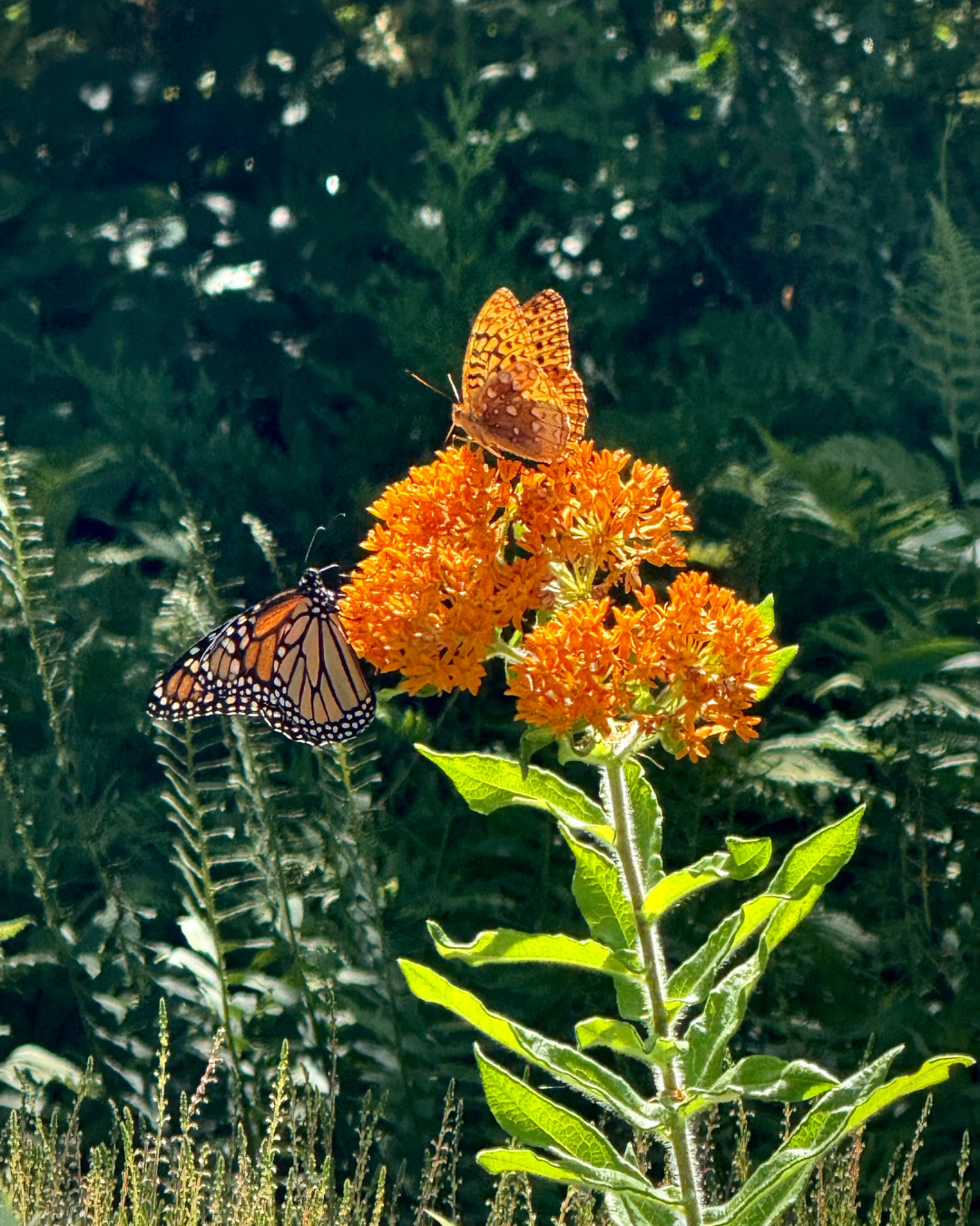 Gardening Lecture Series: Planning Your Summer Cut Flower Garden with Spring Ledge Farm 