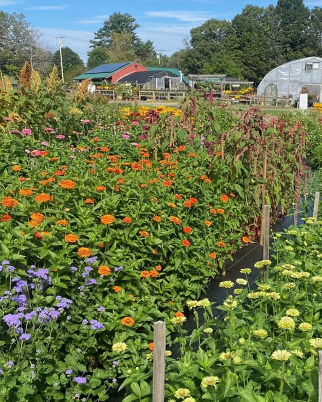 Gardening Lecture Series: Planning Your Summer Cut Flower Garden with Spring Ledge Farm