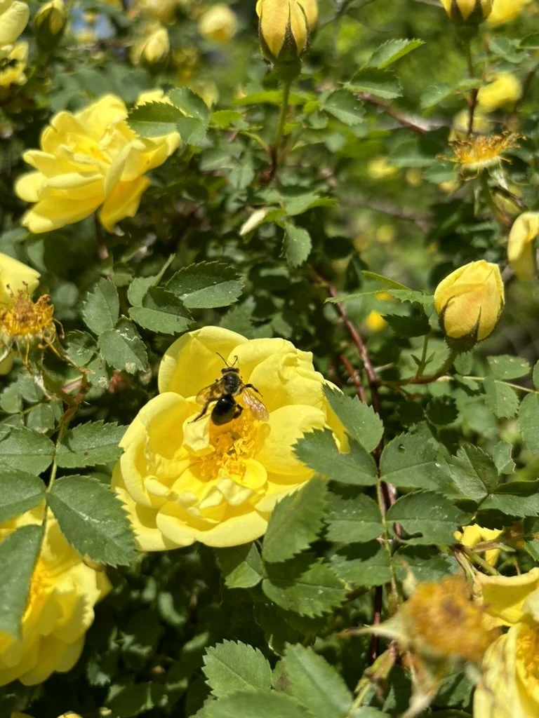 Gardening Lecture Series: Bees &amp; Blooms: Discover the Secret Life of Pollinators with Alchemy Apiary